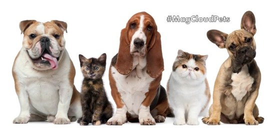 MagCloudPets blog image ONLY