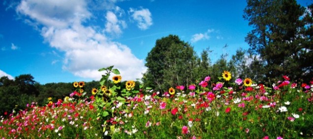 Image Courtesy American Meadows